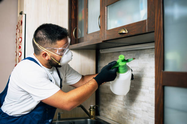 Best Termite Control Services  in Collierville, CA