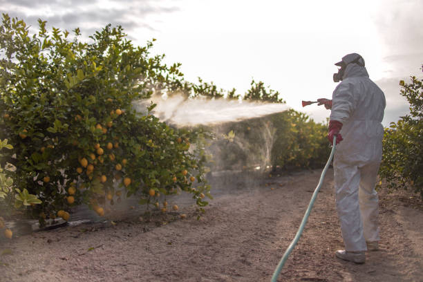 Wasp Removal Services in Collierville, CA