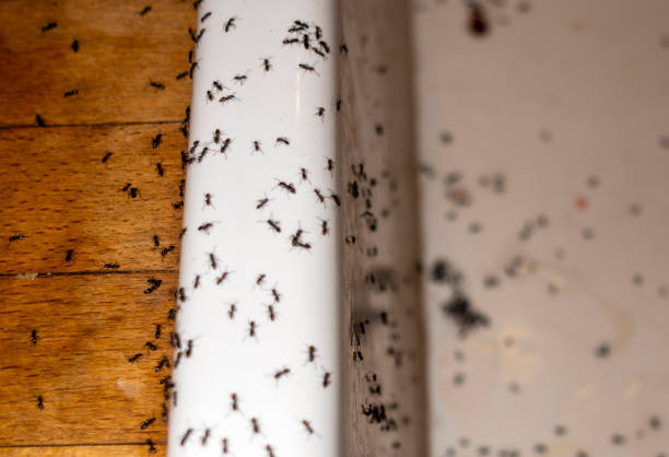 Best Exterminator Services  in Collierville, CA